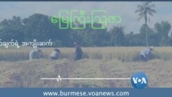 စပါးတမျိုးတည်း စိုက်ပျိုးခွင့်ပြုတဲ့ ကန့်သတ်ချက်ရဲ့ အကျိုးဆက်