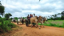 စစ်ကိုင်း ပုလဲနယ် စစ်ကောင်စီနယ်မြေရှင်းလင်း ဒေသခံသောင်းဂဏန်း ထွက်ပြေး
