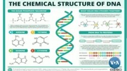 မြန်မာ သုတေသနပညာရှင်နဲ့ DNA