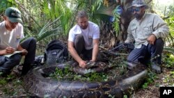 Record-Breaking Python-Florida 2021 ခုနှစ် မှာဖမ်းမိခဲ့တဲ့ စပါးအုံးမြွေ