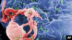 This undated photo provided by the Centers for Disease Control and Prevention shows a scanning electron micrograph of multiple round bumps of the HIV-1 virus on a cell surface.