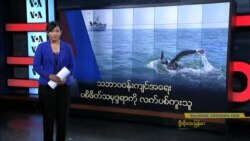 သဘာ၀၀န်းကျင်အရေး ပစိဖိတ် သမုဒ္ဒရာကို လက်ပစ်ကူးသူ