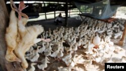 FILE PHOTO: Dead ducks are hung at a farm in the outskirts of Phnom Penh