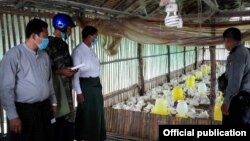 h5n1 ကူးစက်မှုမရှိအောင် မြိတ်မြို့တွင် စစ်ဆေးနေ (MOI)