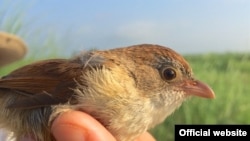 ရှားပါးဌက်မျိုးစိတ် Jerdon’s babbler- Photo credit to Wildlife Conservation Society