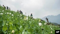 Opium Eradication