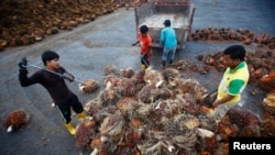 FILE - Workers collect palm oil fruits inside a palm oil factory in Salak Tinggi, outside Kuala Lumpur, Aug. 4, 2014.