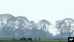 နေပြည်တော်ရှိ လယ်ကွင်းတခုတွင်တွေ့ရသည့် လယ်ယာလုပ်သားများ။ ၂ မတ် ၂၀၁၈။