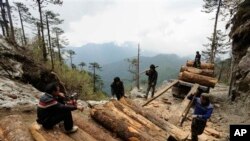 In this May 28, 2011 photo released by Fauna & Flora International Tuesday, April 1, 2014 for editorial use, workers load Illegally logged timber into a truck in Sawlaw, northern Kachin State, Myanmar. The British-based conservation group said Tuesday illegal Chinese logging and demand for monkey bones are threatening the Myanmar snub-nosed monkey, a rare monkey species in northern Myanmar. (AP Photo/Jeremy Holden, Fauna & Flora International)