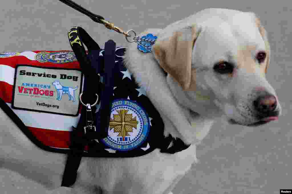 Sully, the yellow Labrador retriever service dog of late former U.S. President George H.W. Bush, arrives at Joint Base Andrews in Maryland, Dec. 3, 2018.