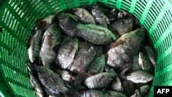 ပါးဟက်မဲ တလားပီးယား (Blackchin Tilapia) 