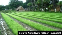 New method of rice farming 