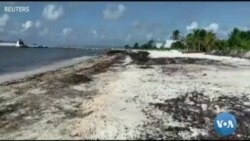 Sargassum အညိုရောင် ကျောက်ပွင့်