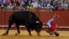 Spanish matador Miguel Angel Delgado is tackled by a bull during a bullfight in Seville, southern Spain.