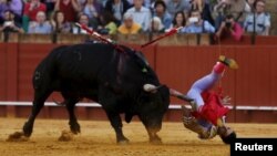 Spanish matador Miguel Angel Delgado is tackled by a bull during a bullfight in Seville, southern Spain.