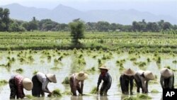 myanmar farmer