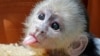 This baby white-faced capuchin boy monkey, born on May 17, sticks out its tongue at Jungle Island, July 6, 2016, in Miami.