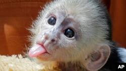 This baby white-faced capuchin boy monkey, born on May 17, sticks out its tongue at Jungle Island, July 6, 2016, in Miami.