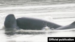 Irrawaddy Dolphin (ဓါတ်ပုံ- Irrawaddydolphins.Cr.WCSMayanmar)