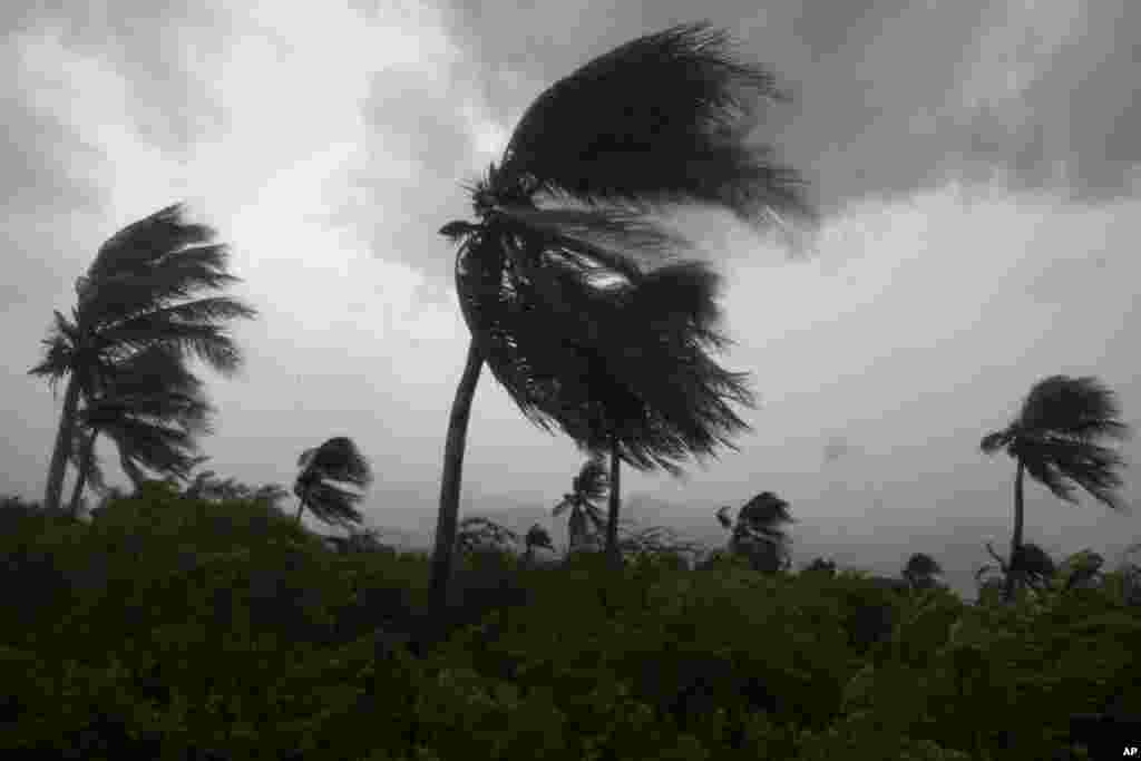 Wind blows coconut trees during the passage of Hurricane Matthew in Port-au-Prince, Haiti, Oct. 4, 2016.