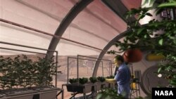 Mars_Greenhouse_ (Long-term setttlements on Mars could potentially grow their own food) NASA