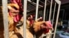 တရုတ်နိုင်ငံ ဟူနန်ပြည်နယ်မှာ H5N1 ငှက်တုပ်ကွေး ကူးစက်ပျံ့နှံ့