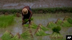 Myanmar Rice Farmers